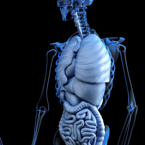 Masters Acupuncture The Major Organs Tung Acupuncture – The Major Organs